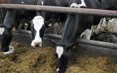 Takarmány-kiegészítők alkalmazása és optimalizálása tejtermelő gazdaságokban (I.)